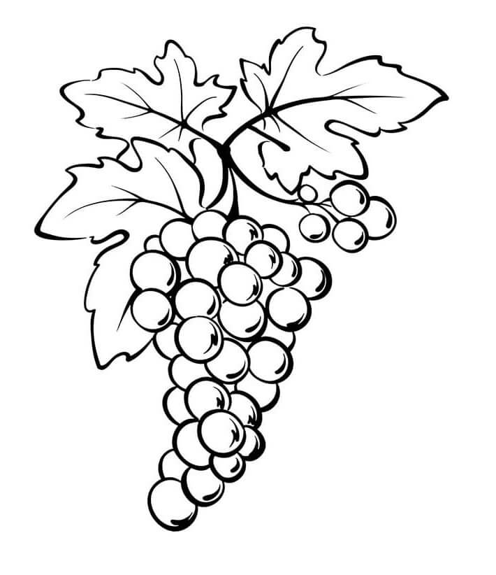 Čerstvé Ovoce omalovánka