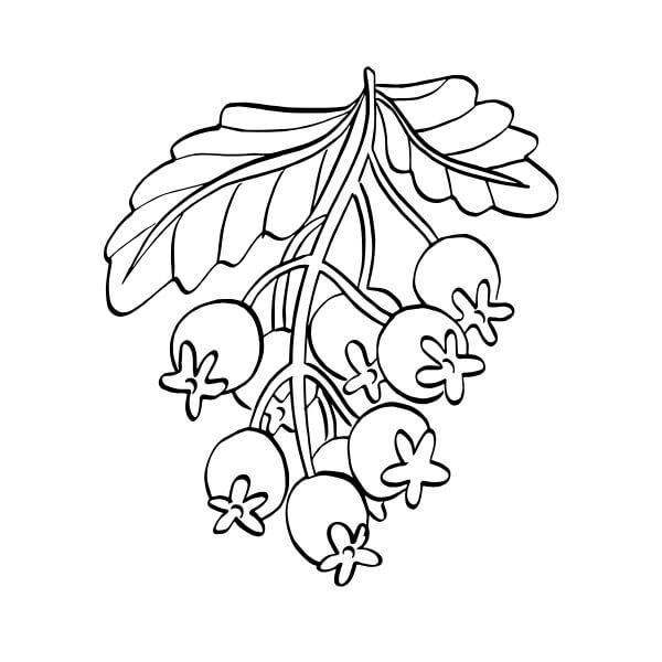 Chutné Ovoce omalovánka