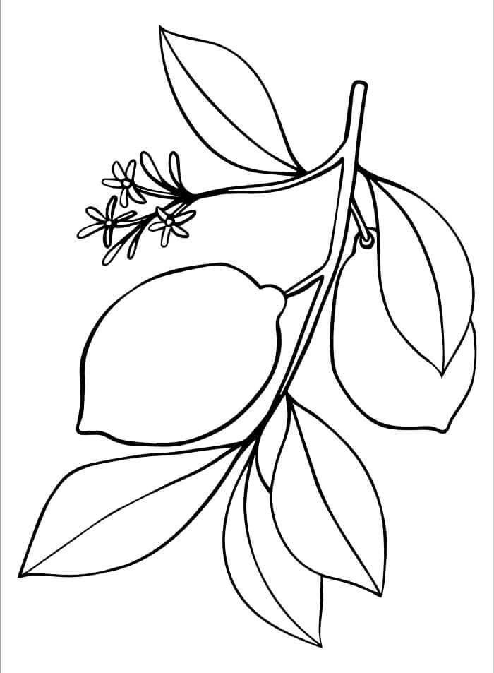 Citrón Ovoce omalovánka