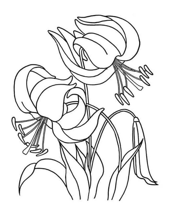 Dokonalý Lilie omalovánka