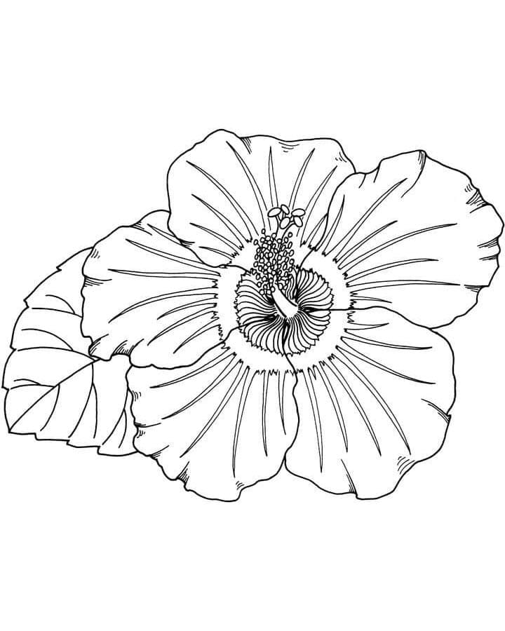 Ibišek k Tisku omalovánka