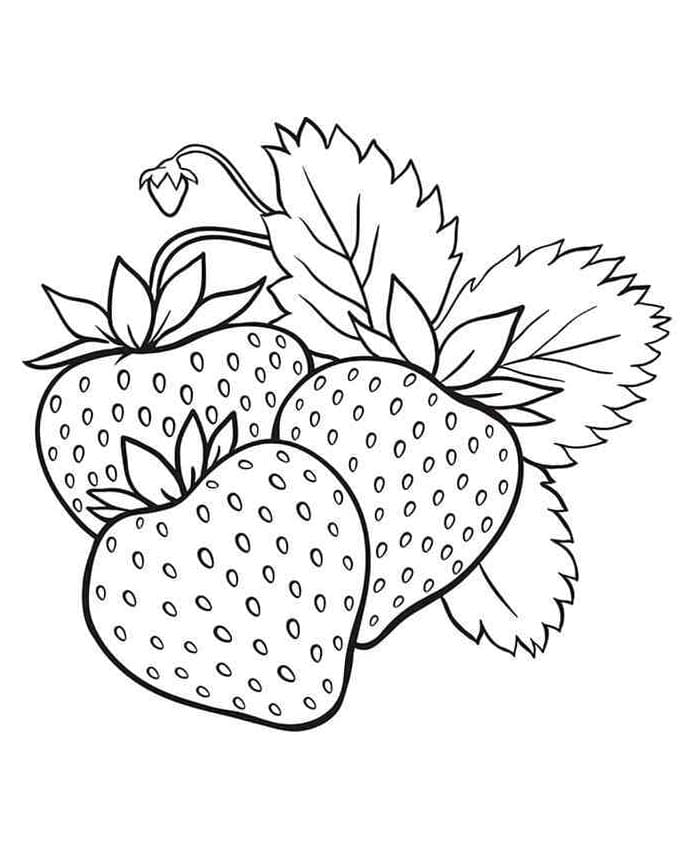 Jahoda Tisknutelná Zdarma omalovánka