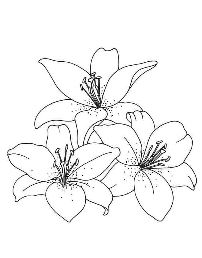 Jeden Lilie omalovánka