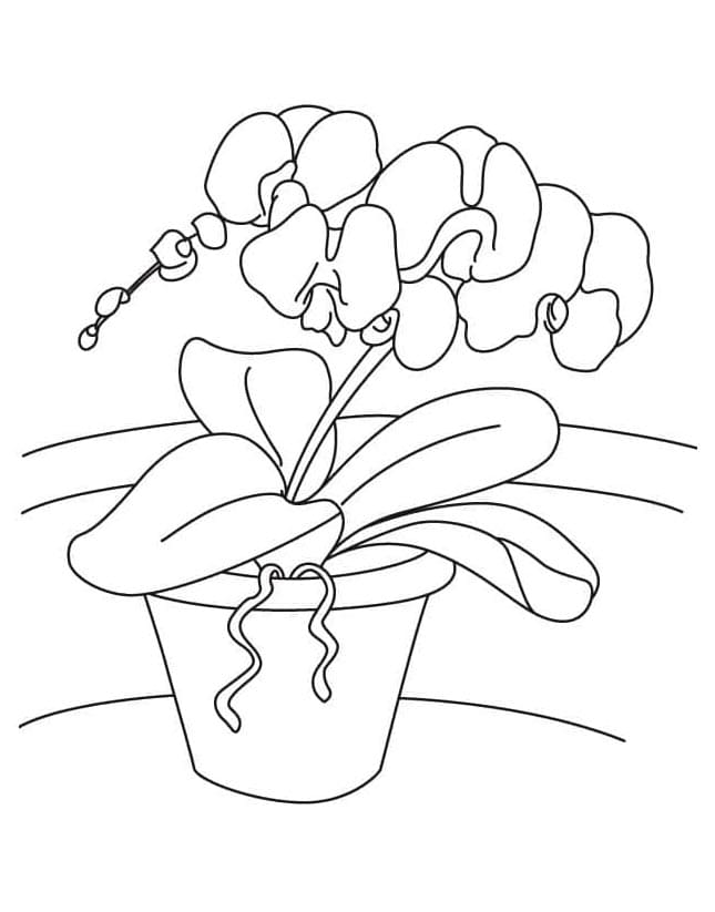 Jeden Orchidej omalovánka