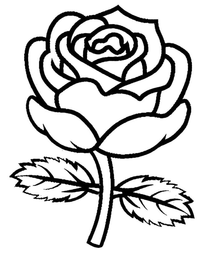 Jeden Růže Květ omalovánka