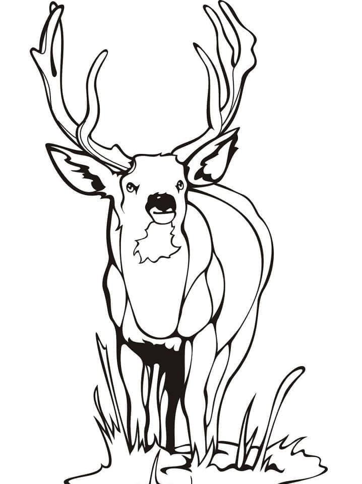 Jedna Jelen omalovánka