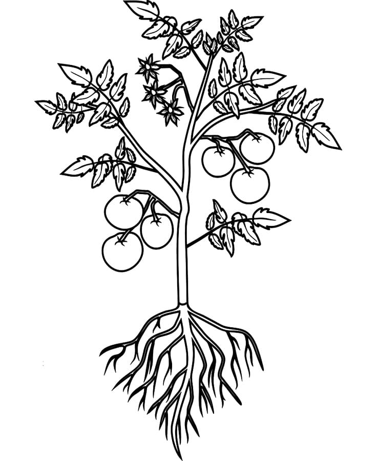 Jedno Rajče omalovánka