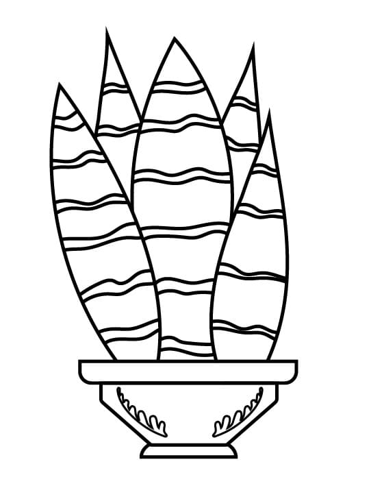 Kaktus Zdarma Vymalovatelné Obrázek omalovánka