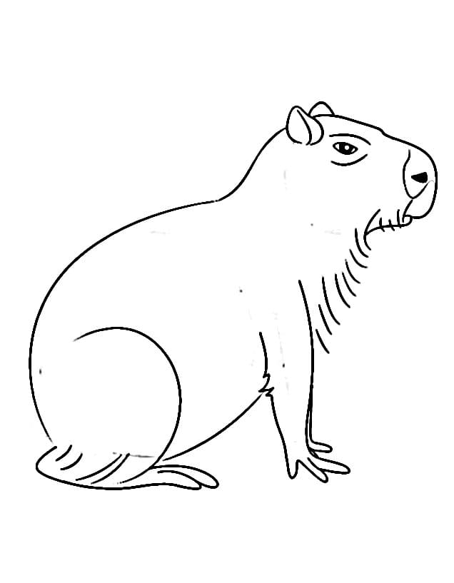 Kapybara Obrázek omalovánka