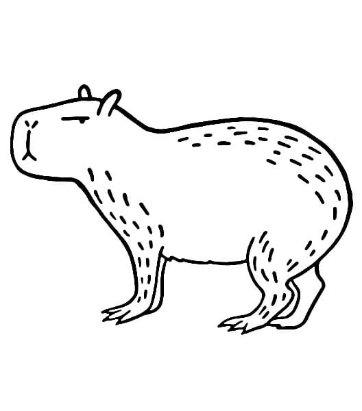 Kapybara Vymalovatelné pro Děti omalovánka