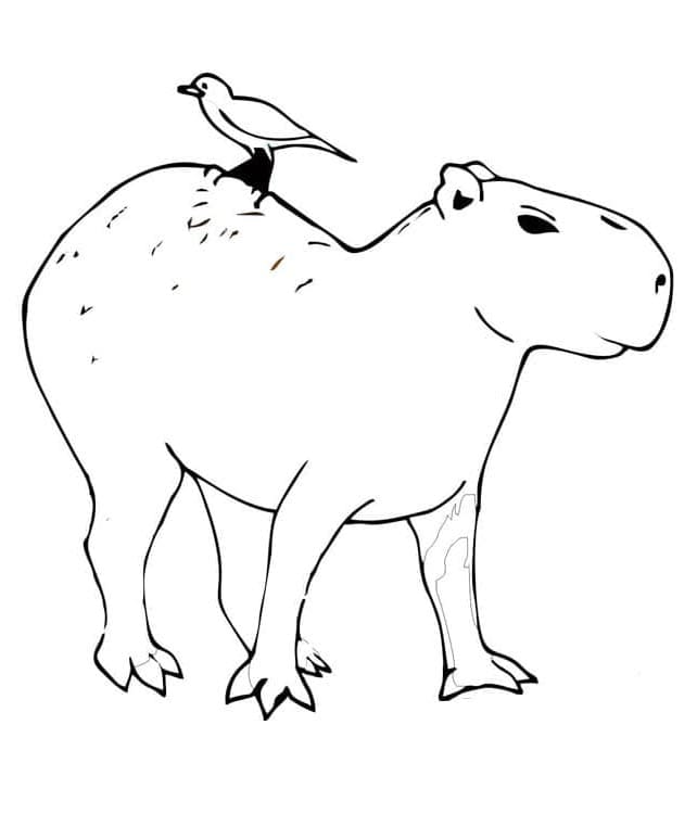 Kapybara pro 1leté Děti omalovánka