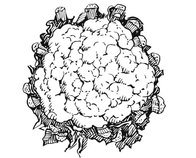 Květák Tisknutelná pro Děti omalovánka