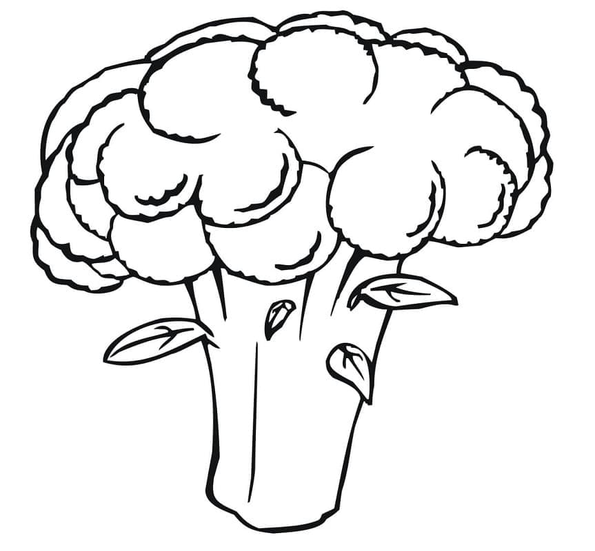 Květák Zdarama omalovánka