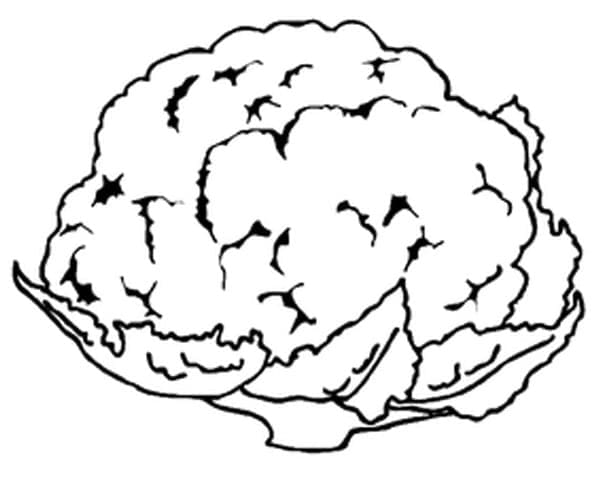 Květák Zdarma pro Děti omalovánka