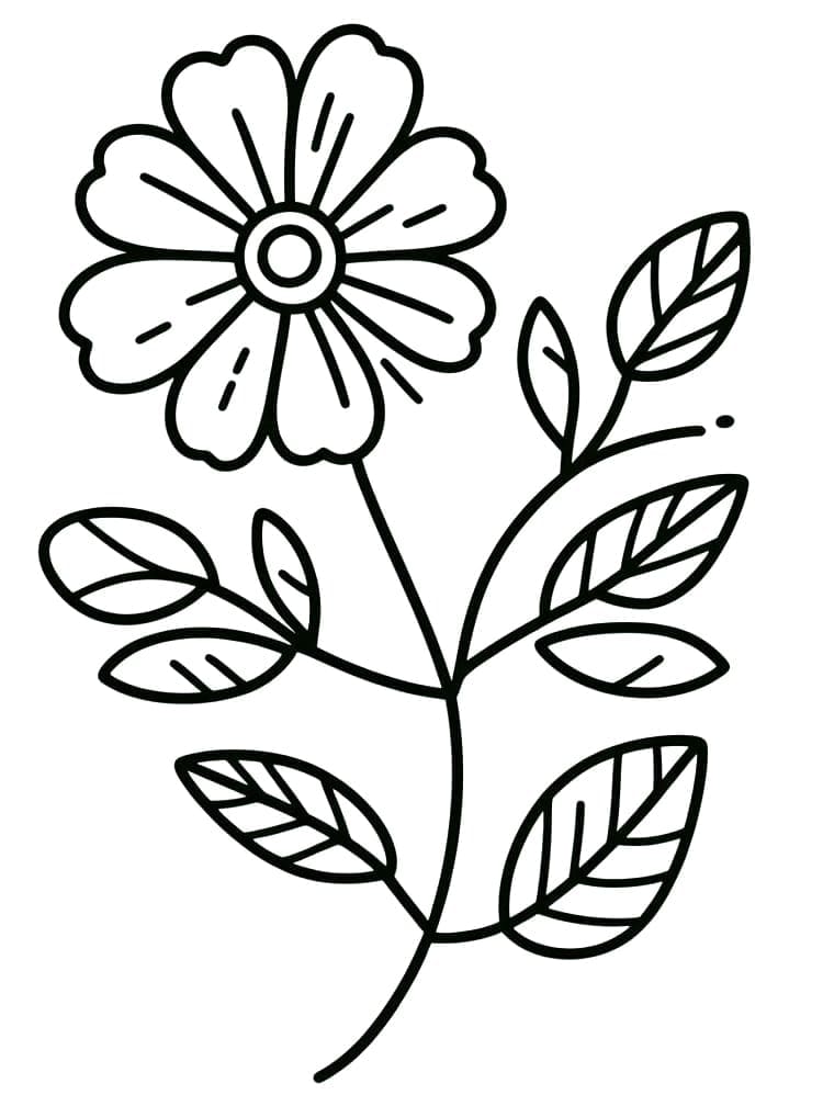 Květina (4) omalovánka