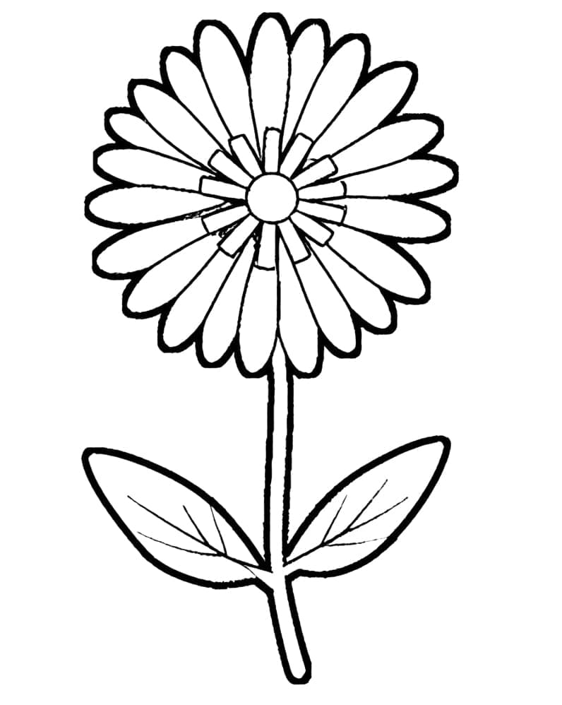 Květina omalovánka