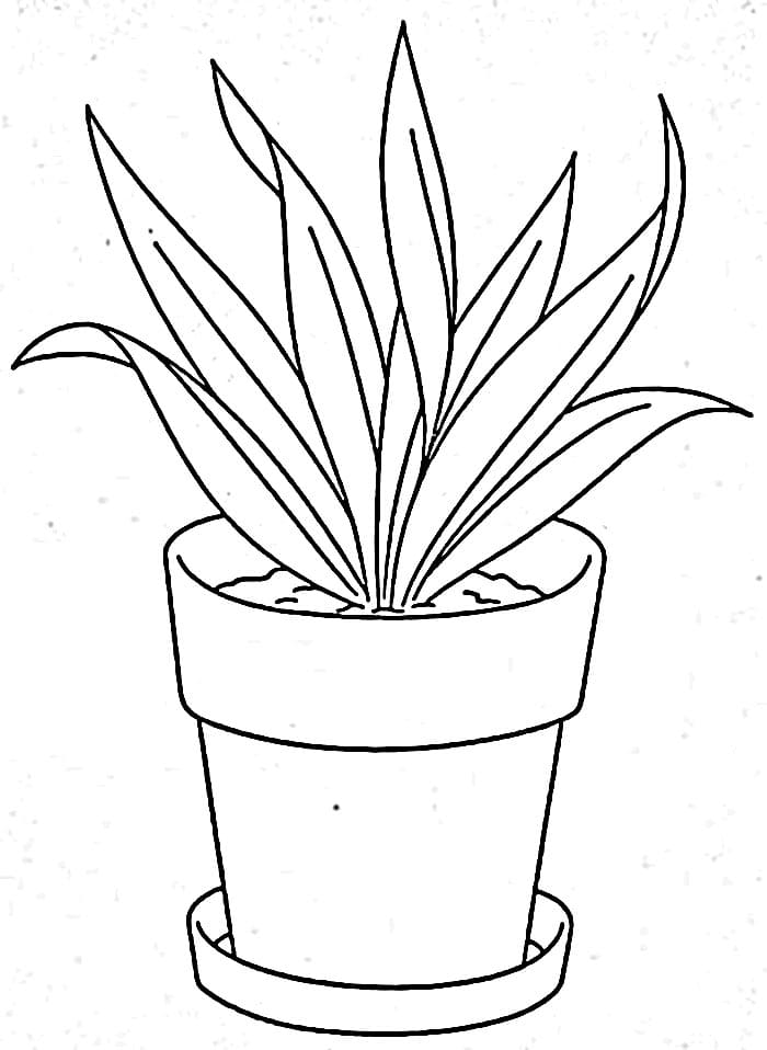 Květináč Zdarma omalovánka