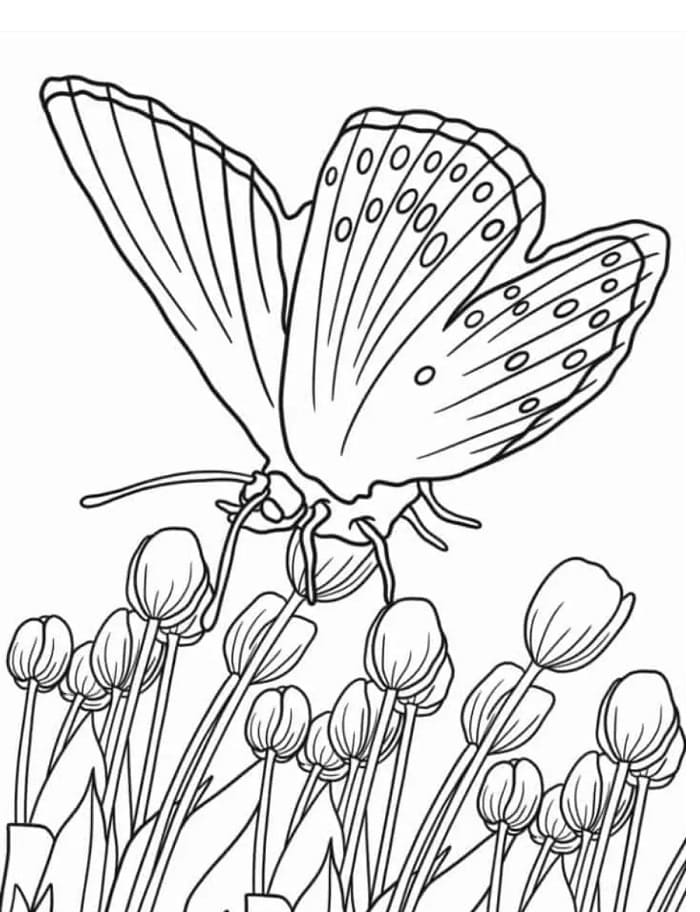 Létající Motýl omalovánka