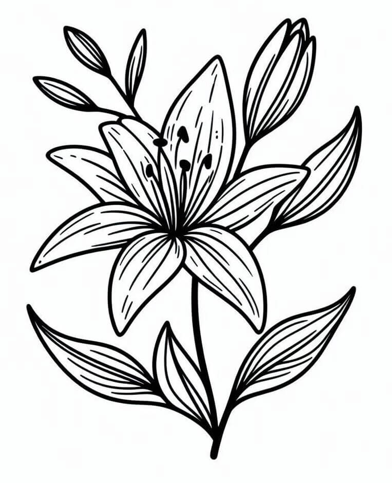 Lilie Květ omalovánka