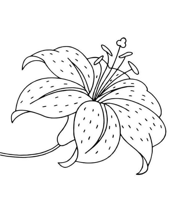 Lilie pro Děti omalovánka