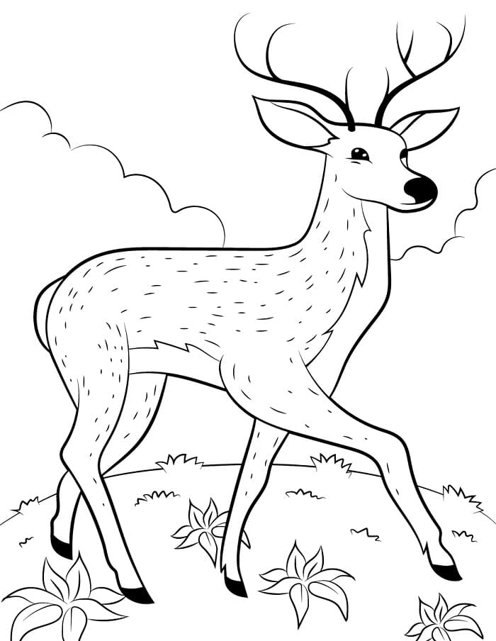 Obyčejná Jelen omalovánka