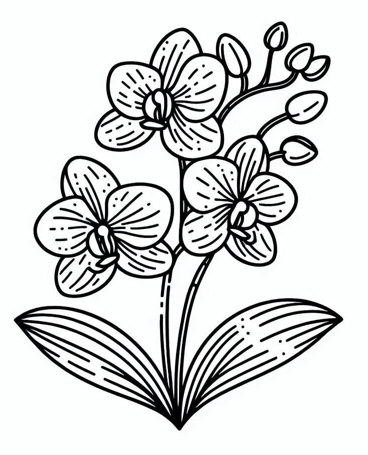 Orchidej Tisknutelný pro Děti omalovánka