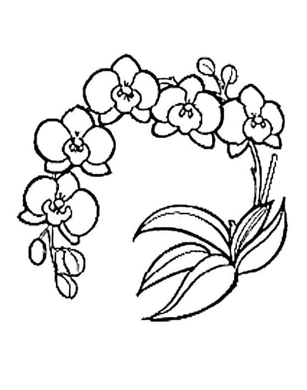 Orchidej Tisknutelný omalovánka