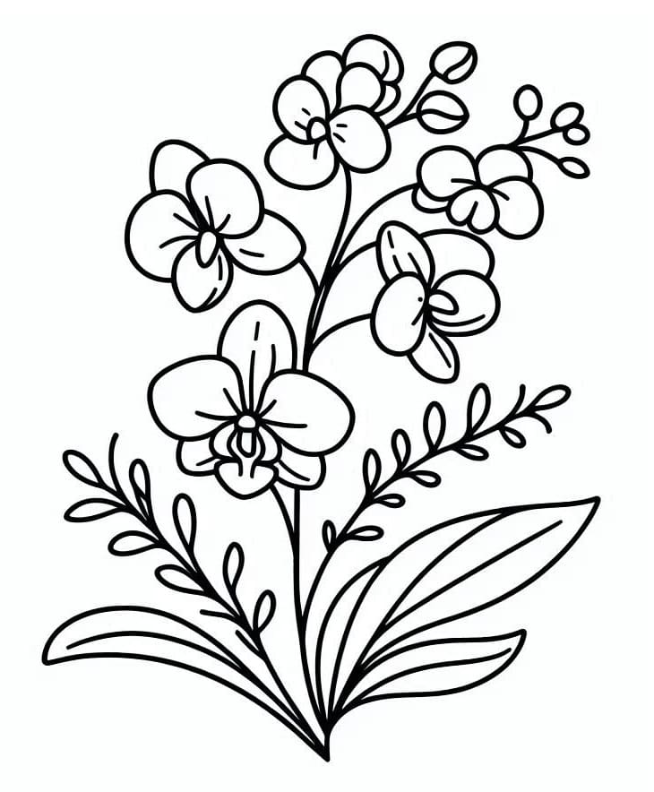 Orchidej Zdarma Tisknutelný omalovánka