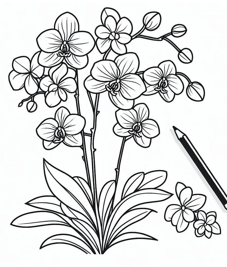 Orchidej Zdarma pro Děti omalovánka