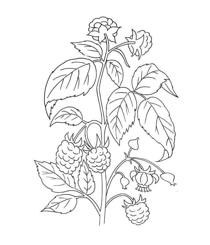 Ostružiny Zdarma Tisknutelné omalovánka