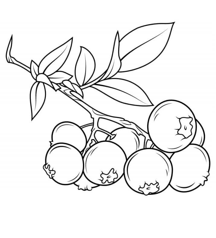 Ovoce (14) omalovánka