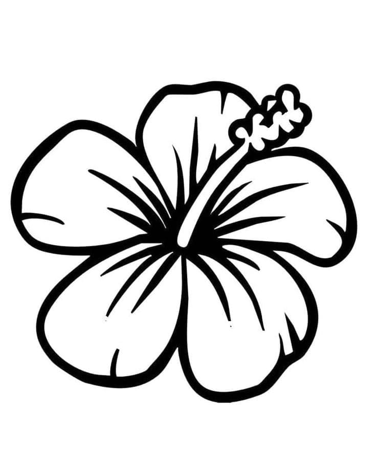 Pěkný Ibišek omalovánka