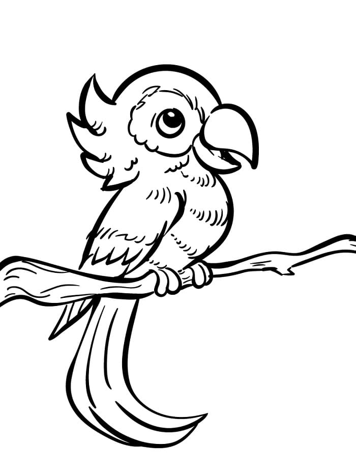 Pták Zdarma Vymalovatelné Obrázek omalovánka