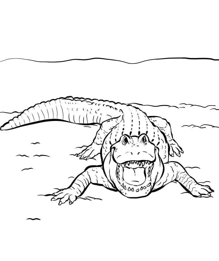 Skvělý Krokodýl omalovánka