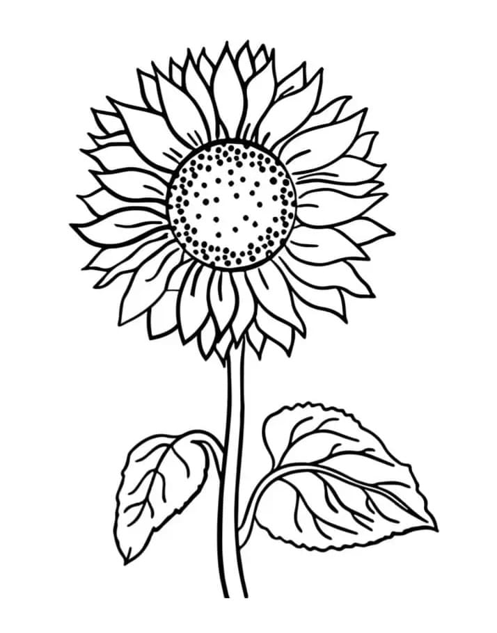 Slunečnice (4) omalovánka