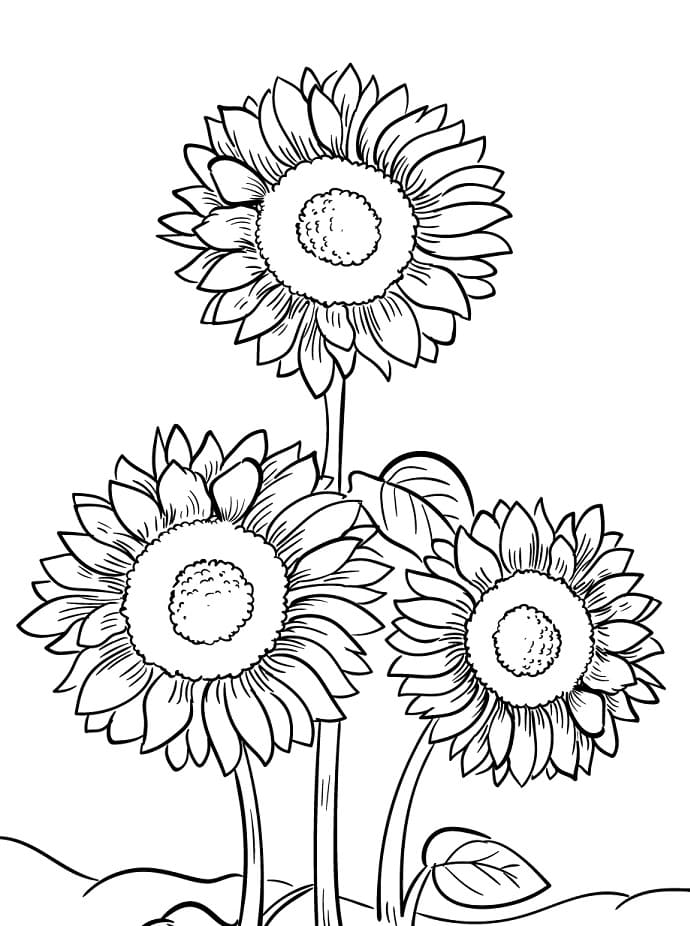 Slunečnice omalovánky