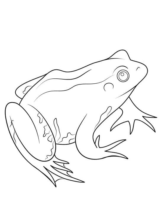 Snadná Žába omalovánka