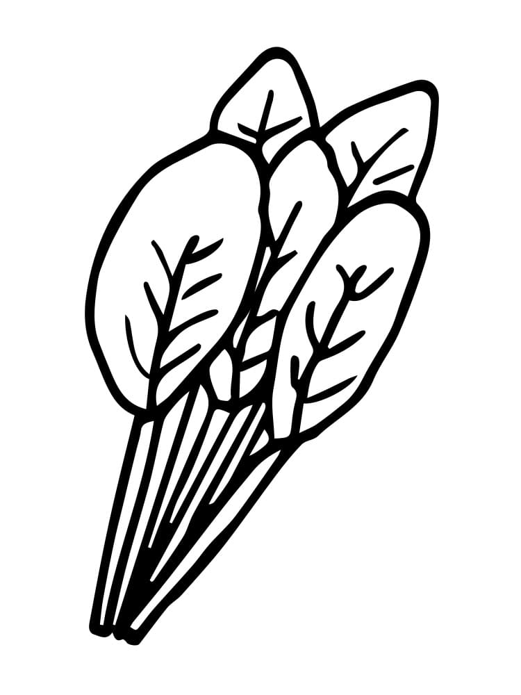 Špenát Tisknutelná omalovánka