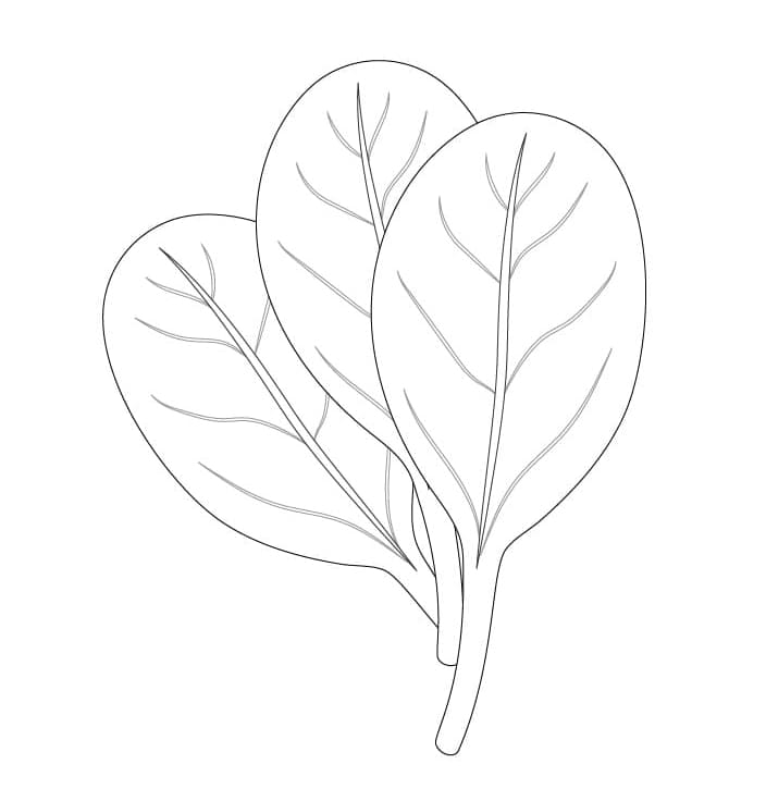 Špenát Zdarma Tisknutelná omalovánka