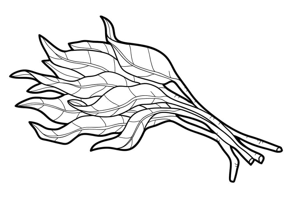 Špenát k Tisku omalovánka