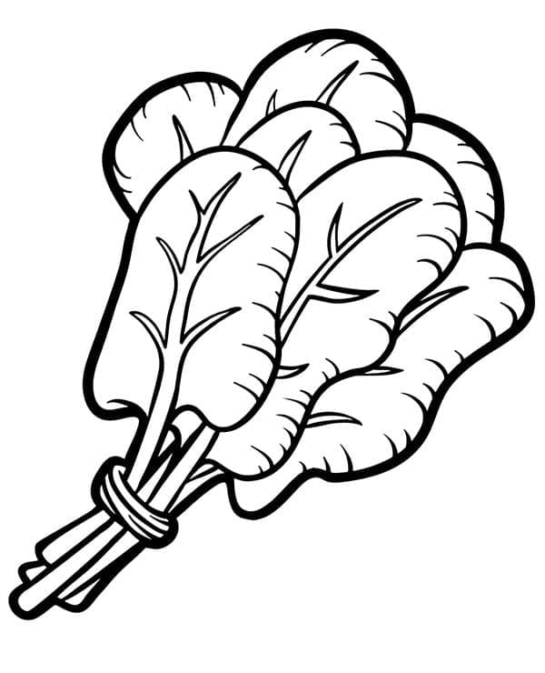 Špenát k Vymalování omalovánka