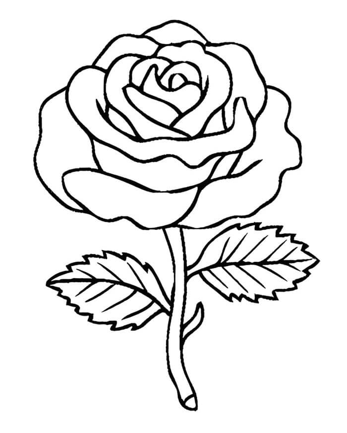 Tisk Růže omalovánka