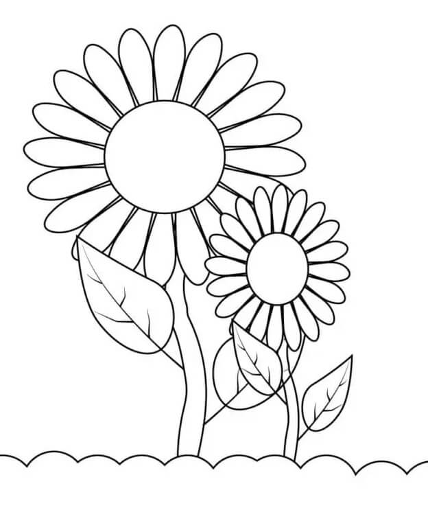 Tisk Slunečnice omalovánka