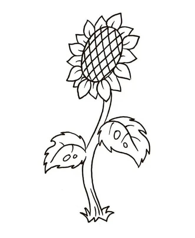 Tisknutelná Slunečnice omalovánka
