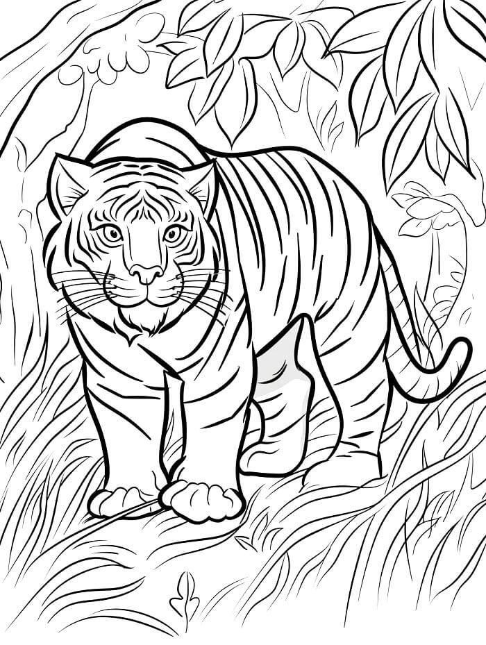 Tisknutelná Tygr omalovánka
