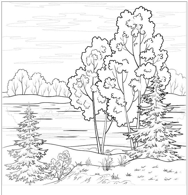 Tisknutelný Les Obrázek omalovánka