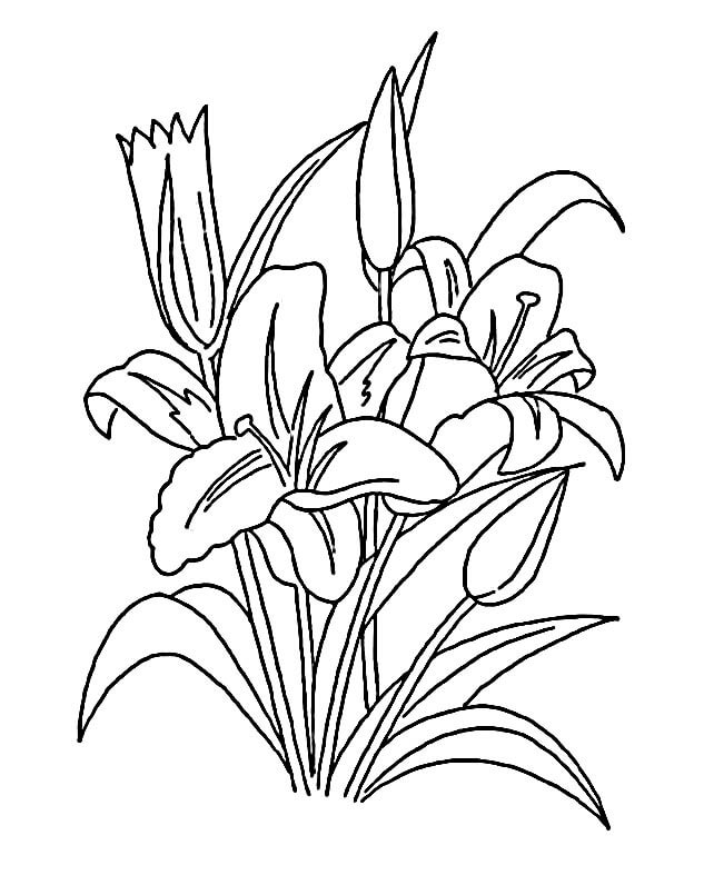 Tisknutelný Lilie omalovánka