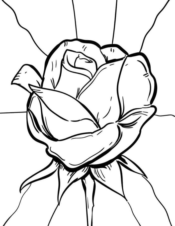 Tisknutelný Zdarma Růže omalovánka