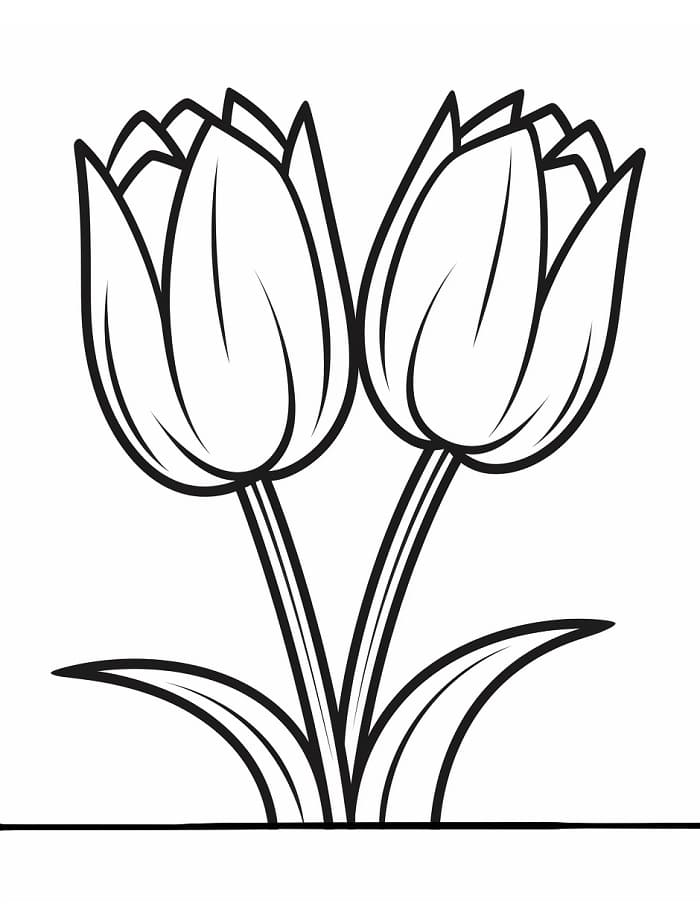 Tisknutelný Zdarma Tulipán omalovánka