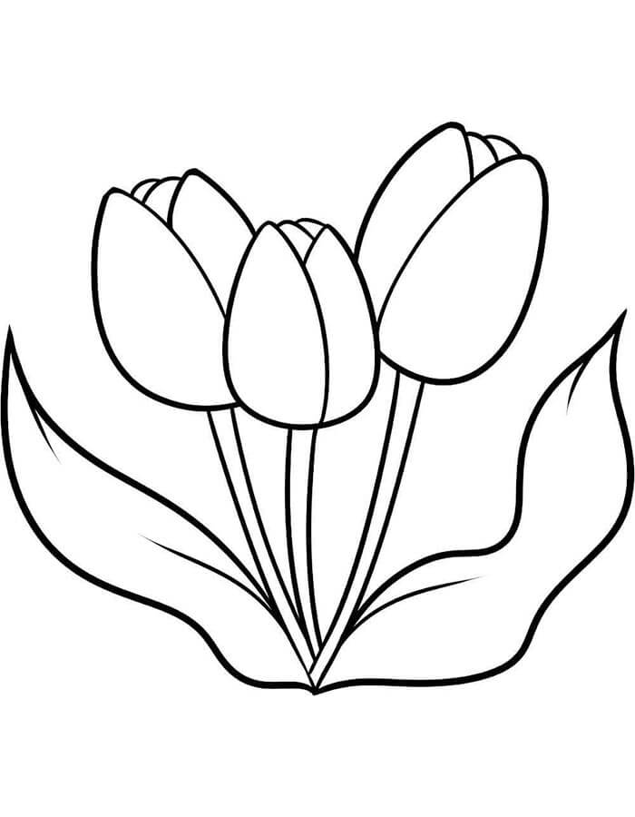 Tulipán Obrázek omalovánka